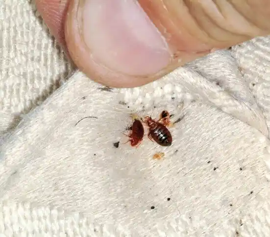 pest control Homecroft